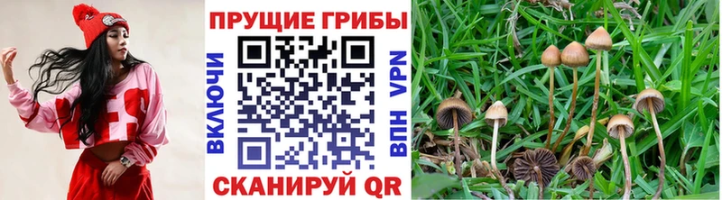 Псилоцибиновые грибы прущие грибы Бавлы