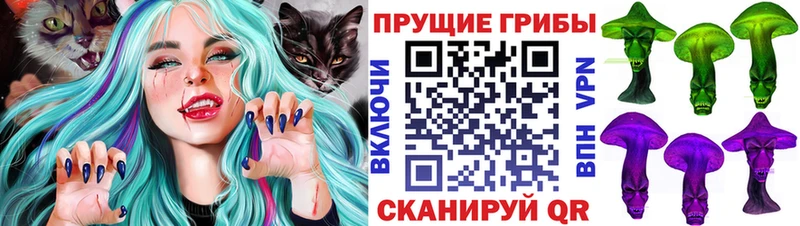 Купить где  Бавлы  Галлюциногенные грибы Psilocybe 